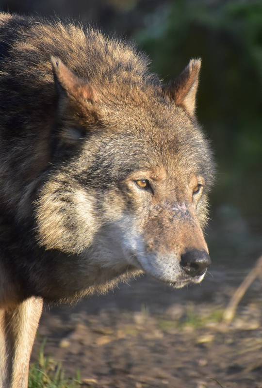 Nachaufnahme eines Wolfes