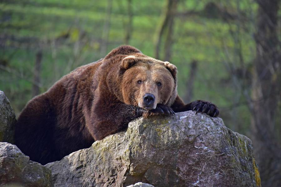 Braunbär auf einem Stein liegend