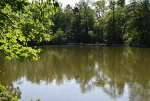 Teich im Tierpark Stadt Haag