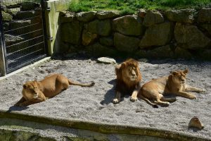 drei Löwen