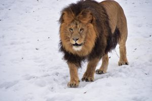 Löwe im Schnee
