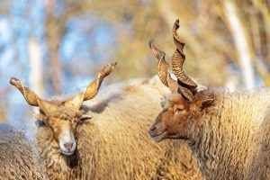 Zackelschaf©Tierpark Stadt Haag / Johannes Schnell