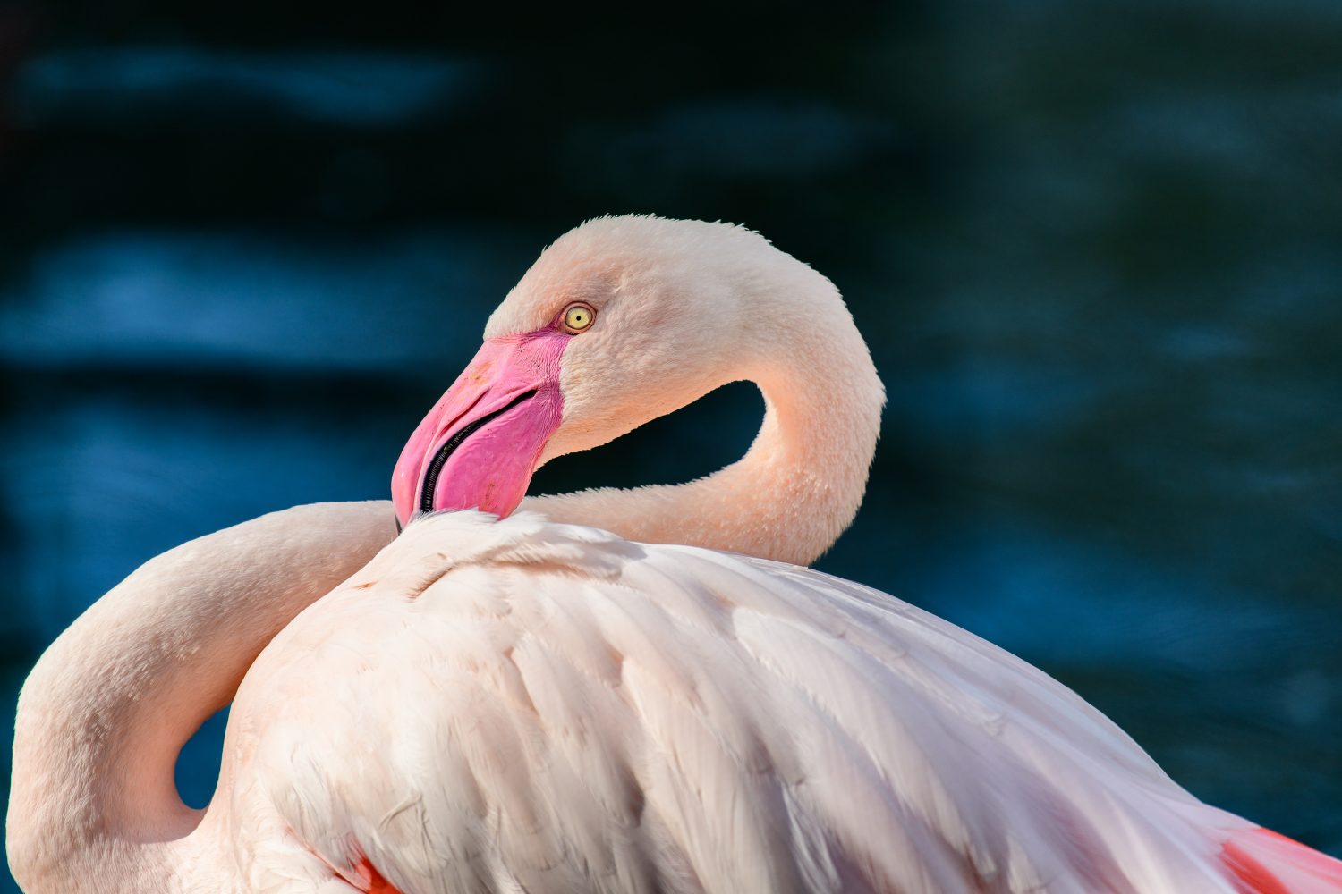 Flamingo - Tierpark Stadt Haag