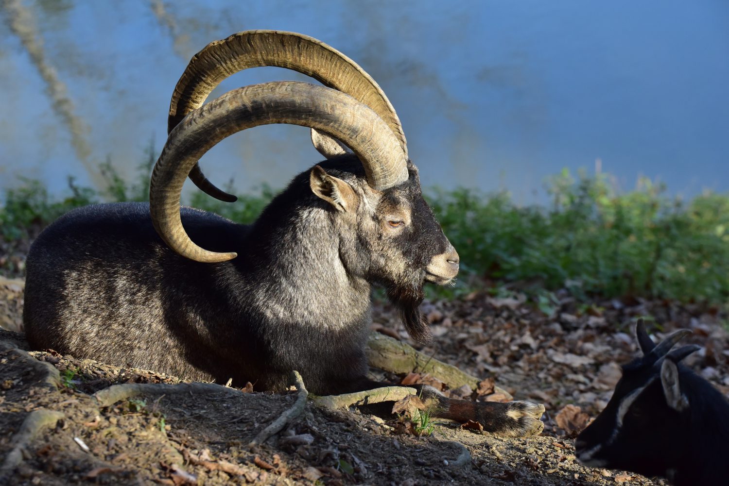 Bezoar goat facts, pictures, behaviour, habitat and conservation status