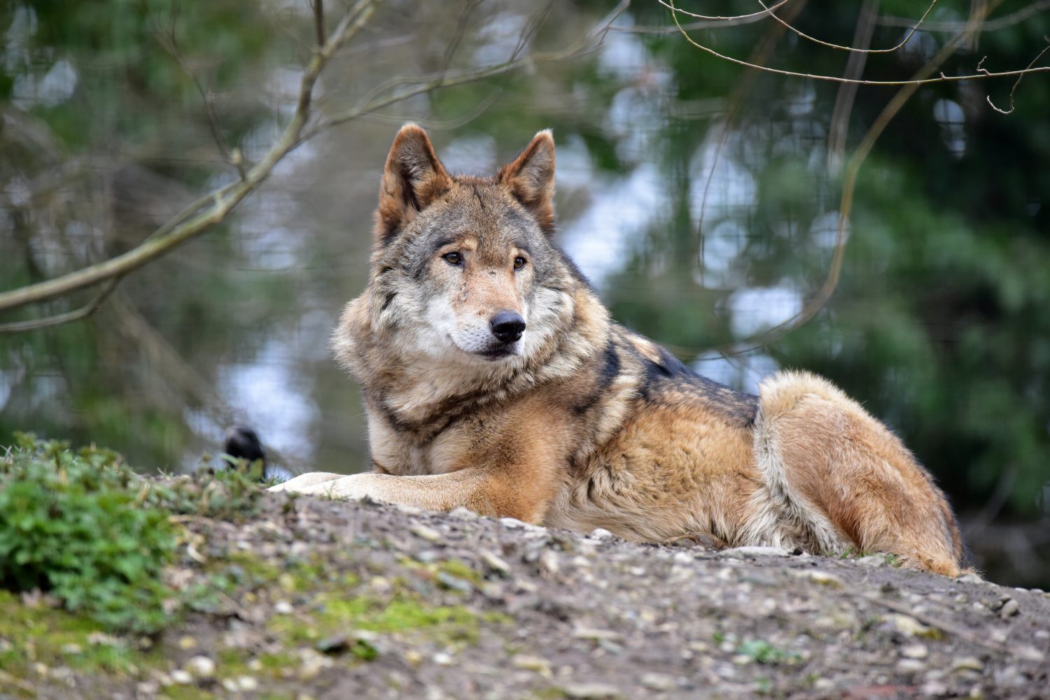 Timber Wolf - Tierpark Stadt Haag1500 x 1001