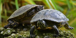 Gelbbauch-Schmuckschildkröte