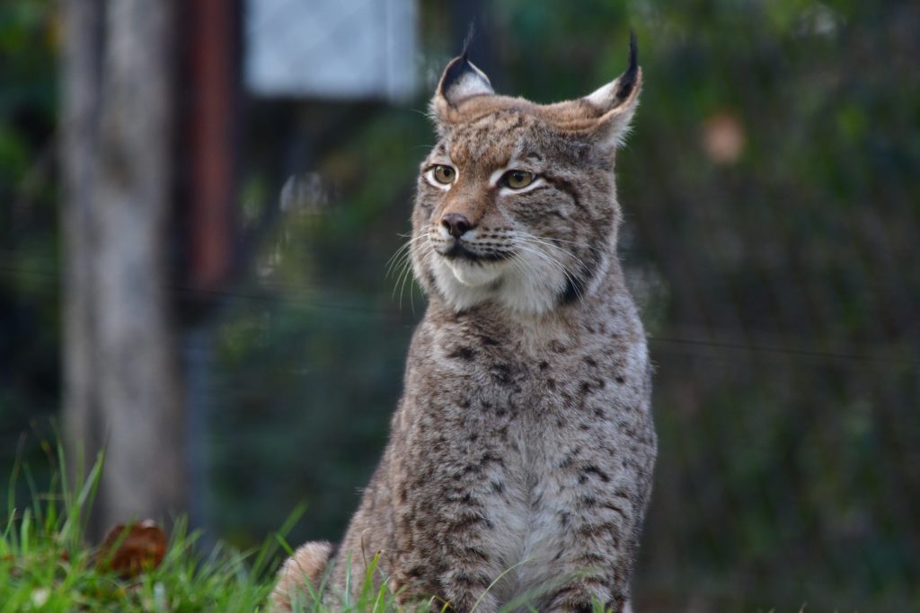 Luchs von Firmenpaten Hinterholzer