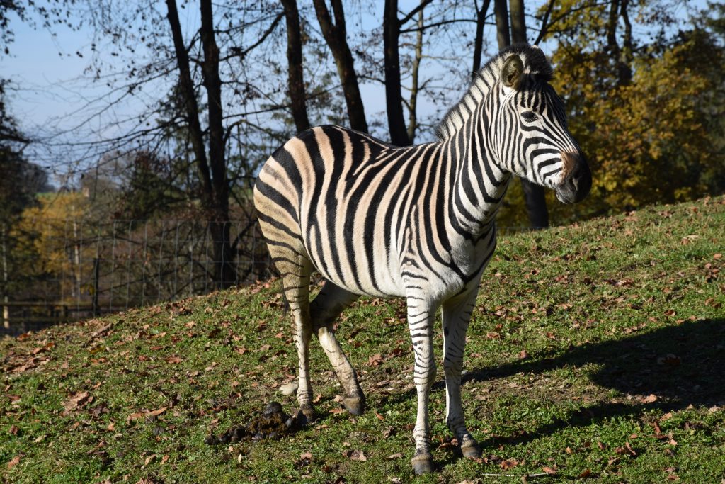 Chapman Zebra © Tierpark Stadt Haag