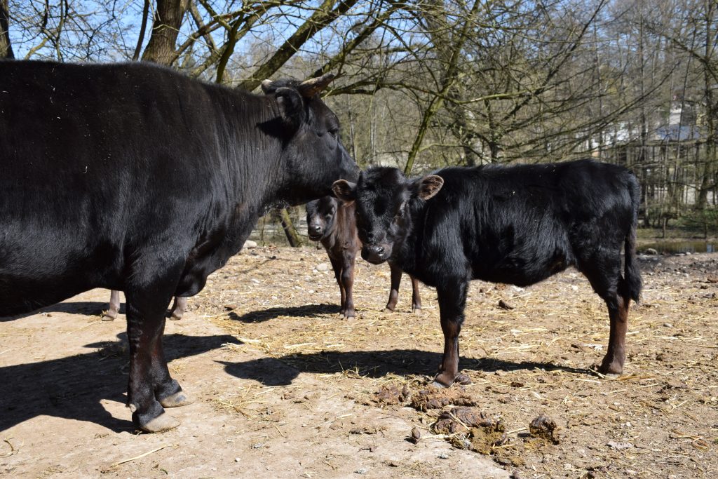 Dahomey, Zwergrind © Tierpark Stadt Haag