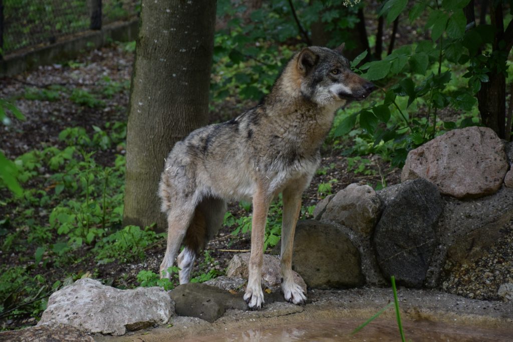 Wolf © Tierpark Stadt Haag