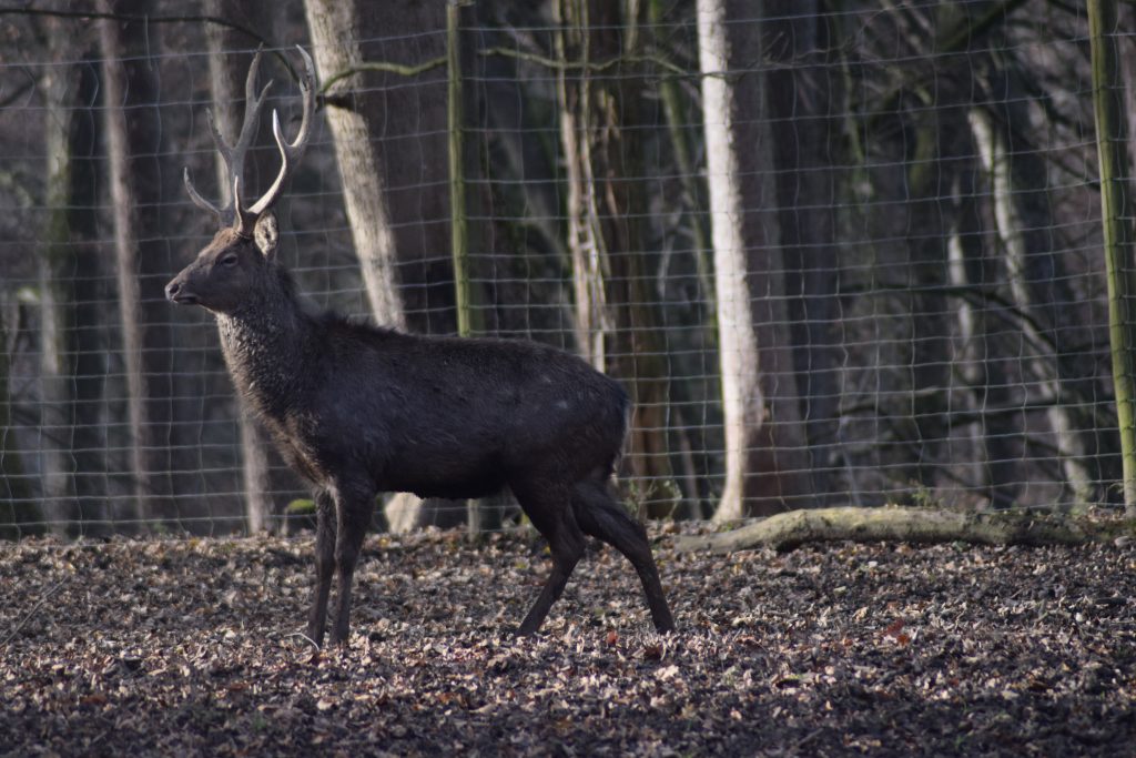 Sikawild © Tierpark Stadt Haag