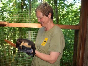 verspielter Edelmarder