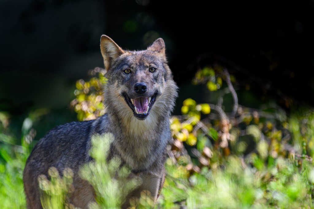 Wolf Zukauf 2023 © Tierpark Stadt Haag / Johann Reichart