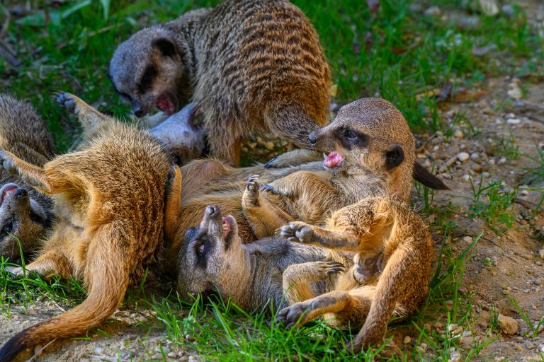 Erdmännchen in Aktion © Tierpark Stadt Haag / Johann Reichart