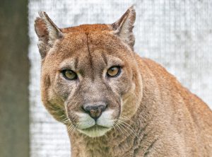 Puma © Tierpark Stadt Haag / Johann Schnell