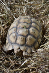 Spornschildkröte ©Tierpark Stadt Haag / Herbert Stoschek