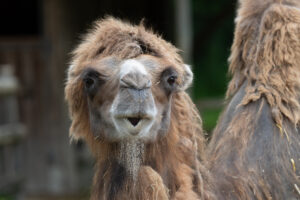 Tierpark Stadt Haag - Tierportrait - Kamel