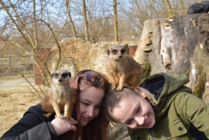 Erdmännchen-Erlebnis ©Tierpark Stadt Haag / Herbert Stoschek