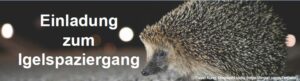 Igel Foto © David Kung; UnsplashLizenz (https://tinyurl.com/y7zx6wxd)