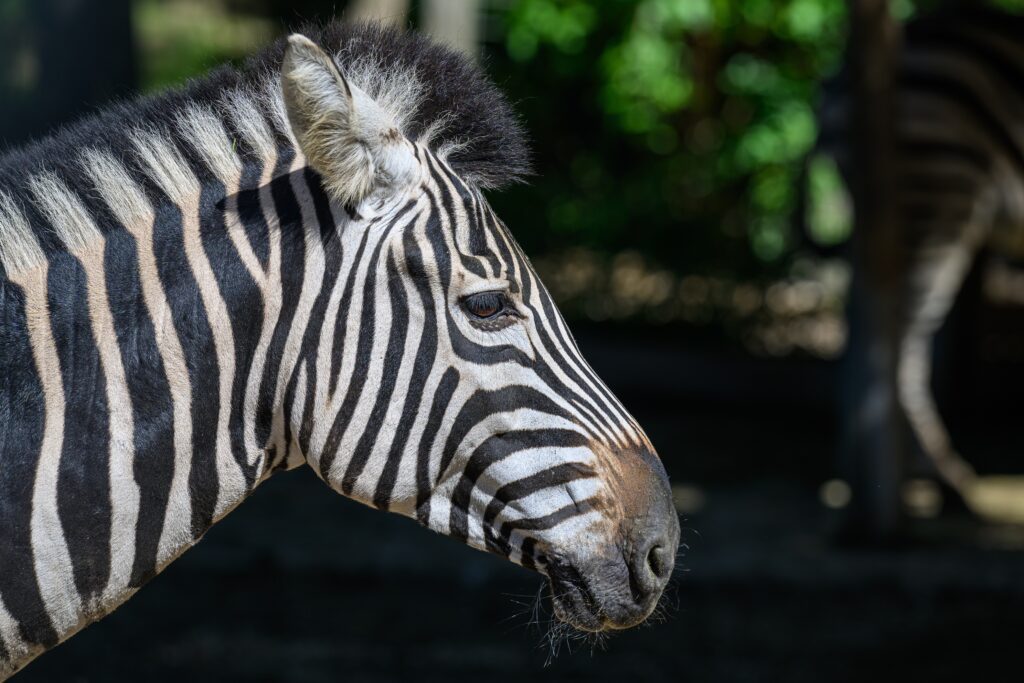 Tierpark Stadt Haag Chapmann Zebra