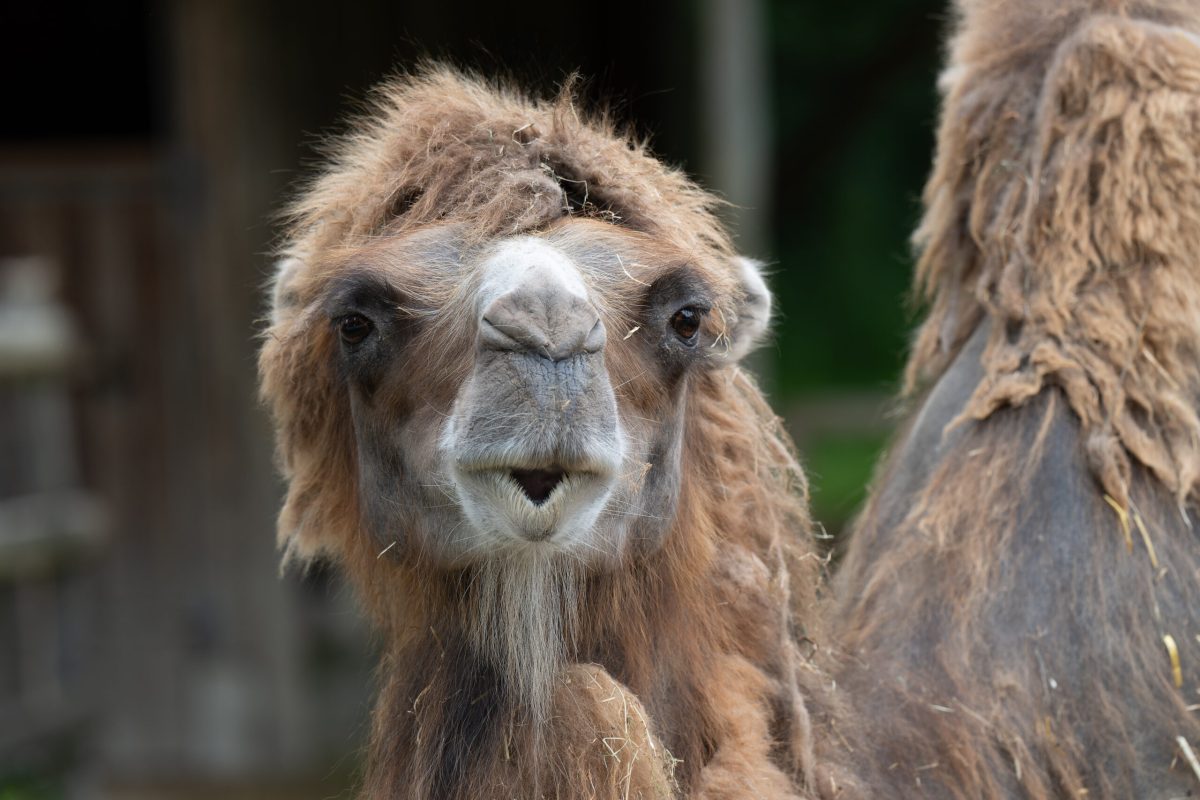 Tierpark Stadt Haag - Tierportrait - Kamel