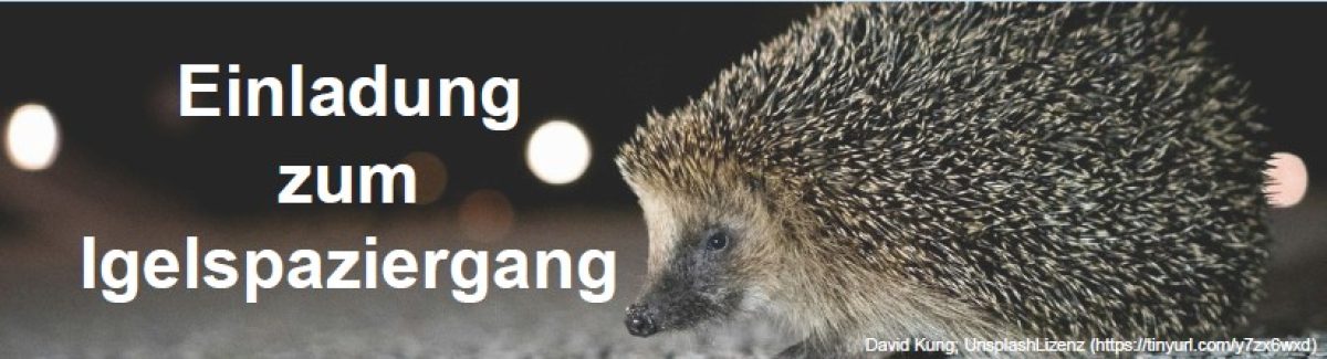 Igel Foto © David Kung; UnsplashLizenz (https://tinyurl.com/y7zx6wxd)