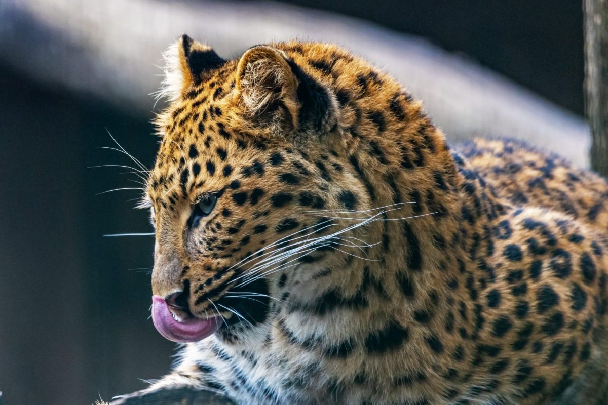 Leopard ©Tierpark Stadt Haag / Johann Schnell