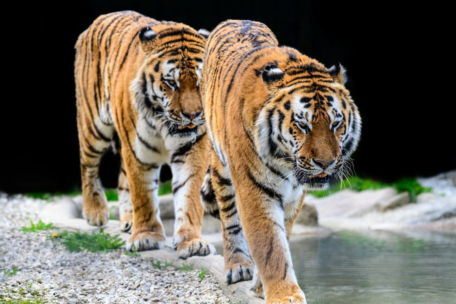 Sibirischer Tiger ©Tierpark Stadt Haag / Johann Reichart