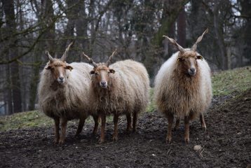 Tierpatenschaft Zackelschaf