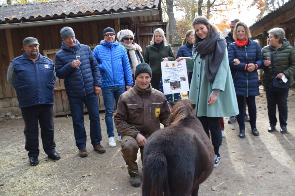 Namensgebung Shetlandpony 'Pegasusi'