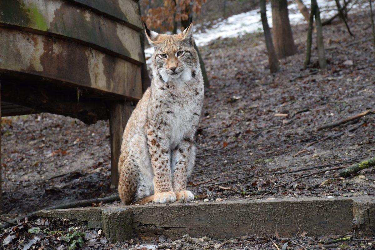 Tierpatenschaft Luchs Luna