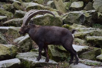 Steinbock, Firmenpatenschaft der Firma Mayr Bau