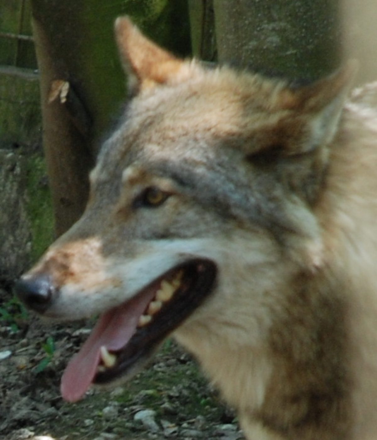 Wolf Felix