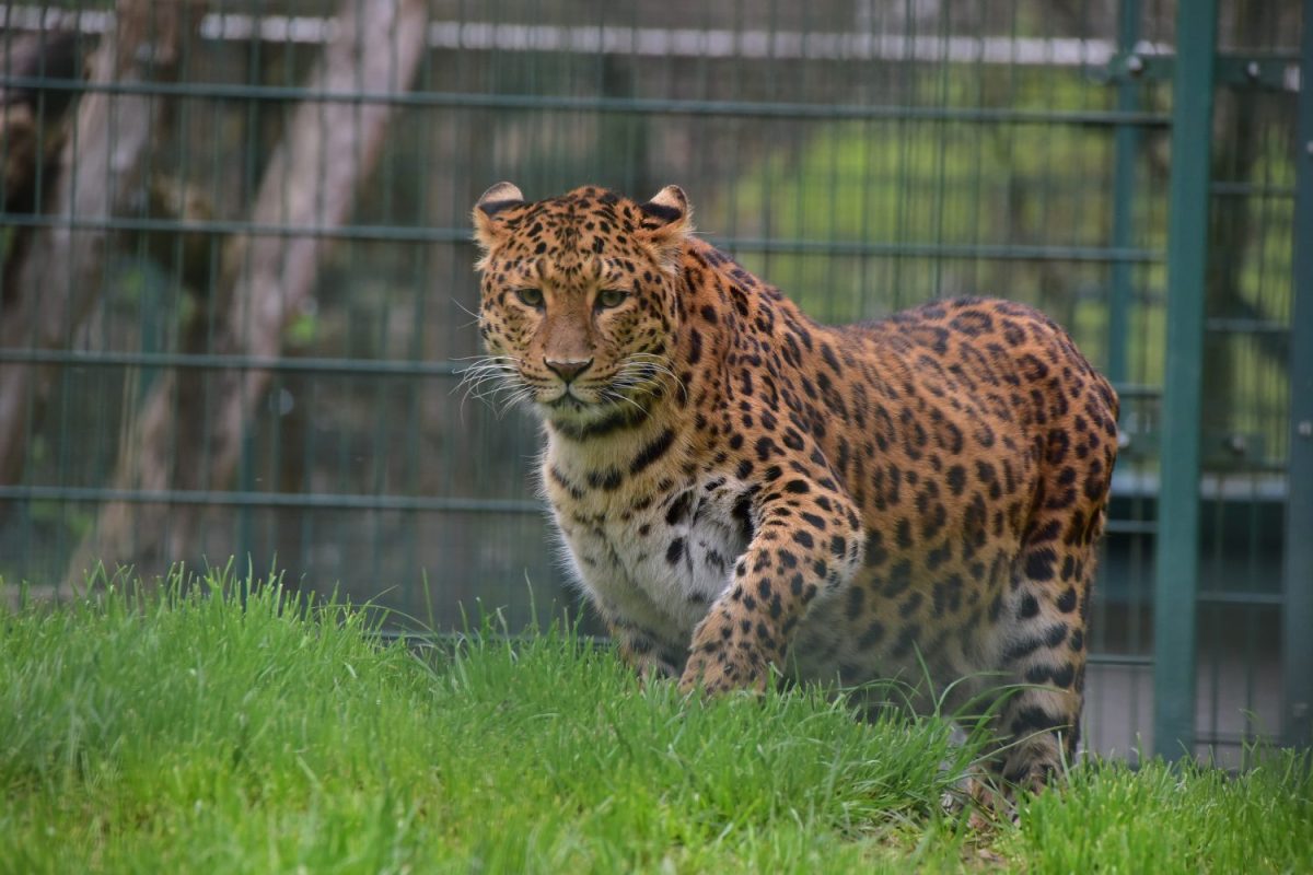 DSC_3012_Leopard