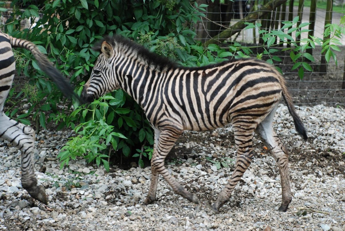 Zebra Suri - Patenschaft