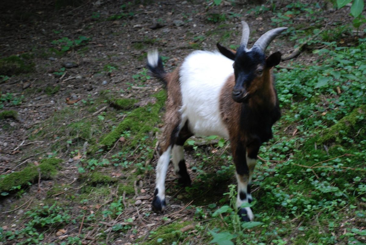 Tierpatenschaft Zwergziege Mecki