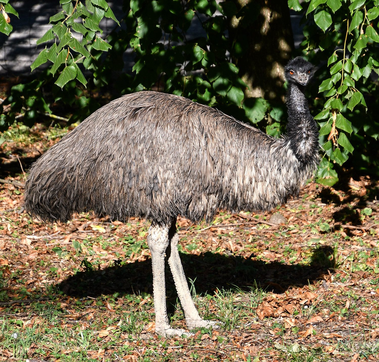 Emu (c) TP Stadt Haag, Ingrid Weinberger