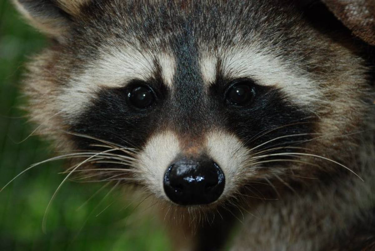 Grossaufnahme Waschbär Wolfi