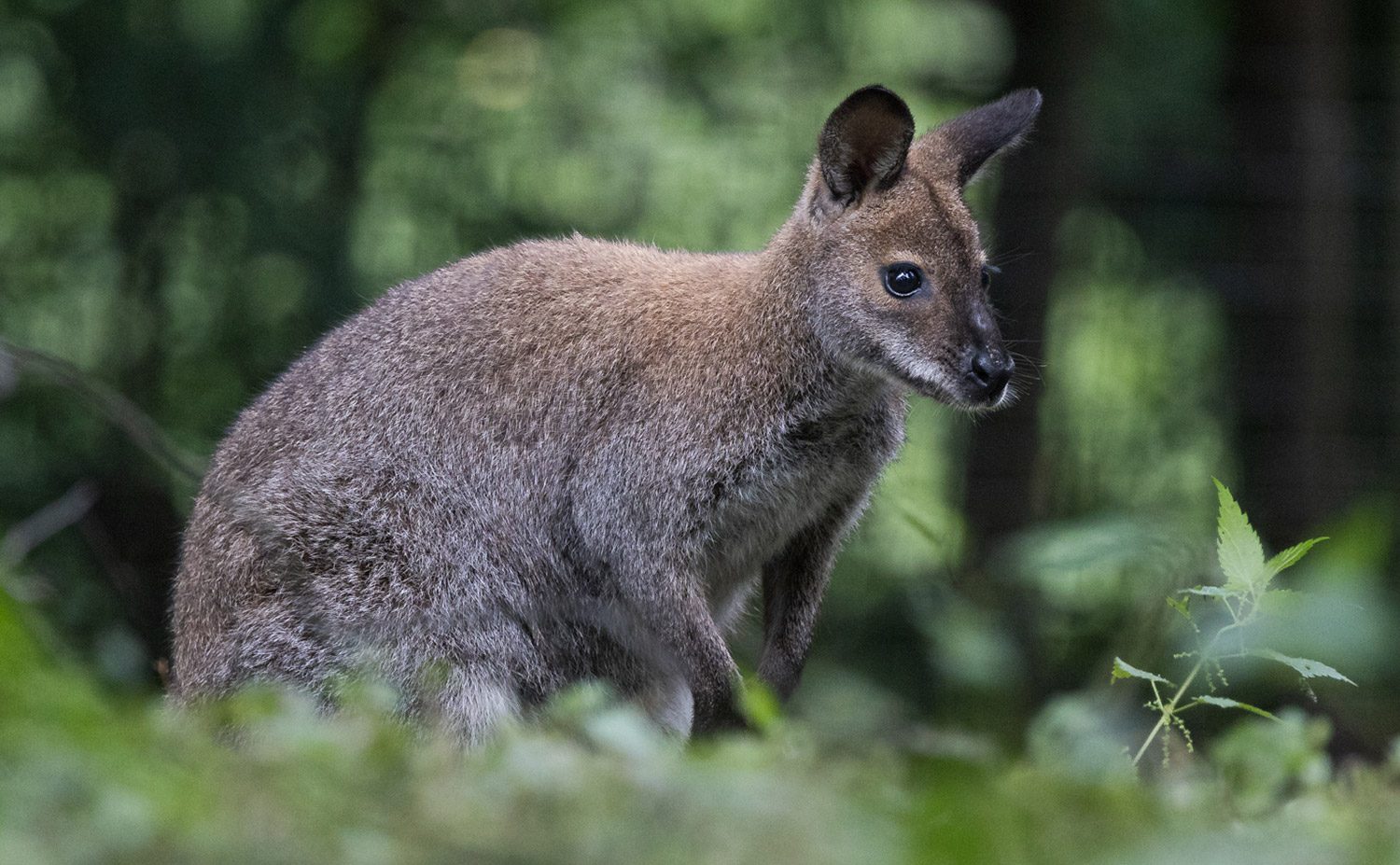 Känguru