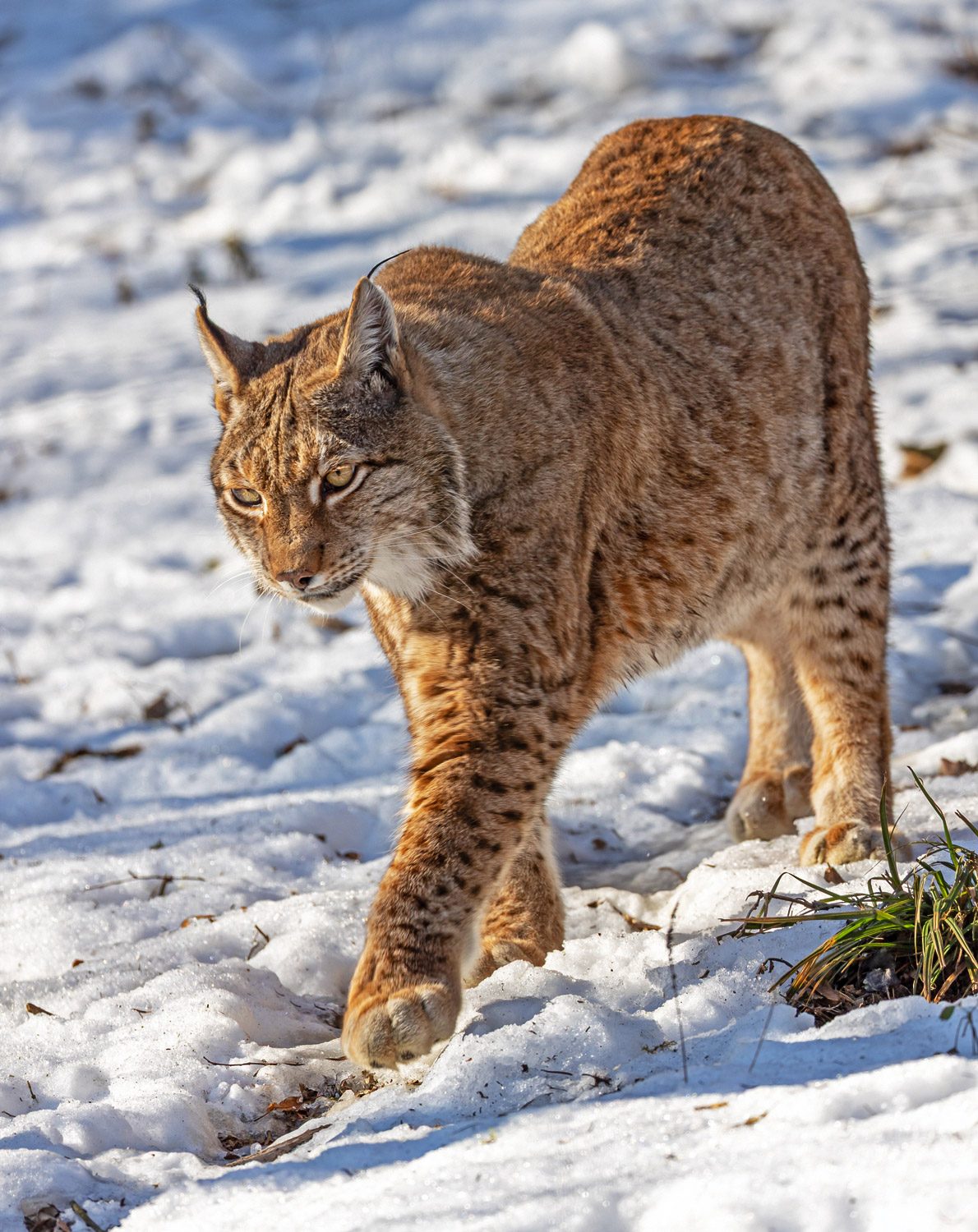Luchs (c) Johann Schnell
