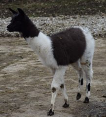 Lama