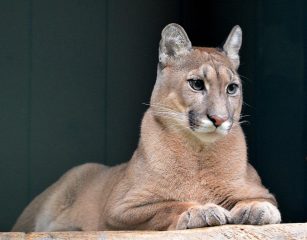Ochsner_DSC_009_Puma