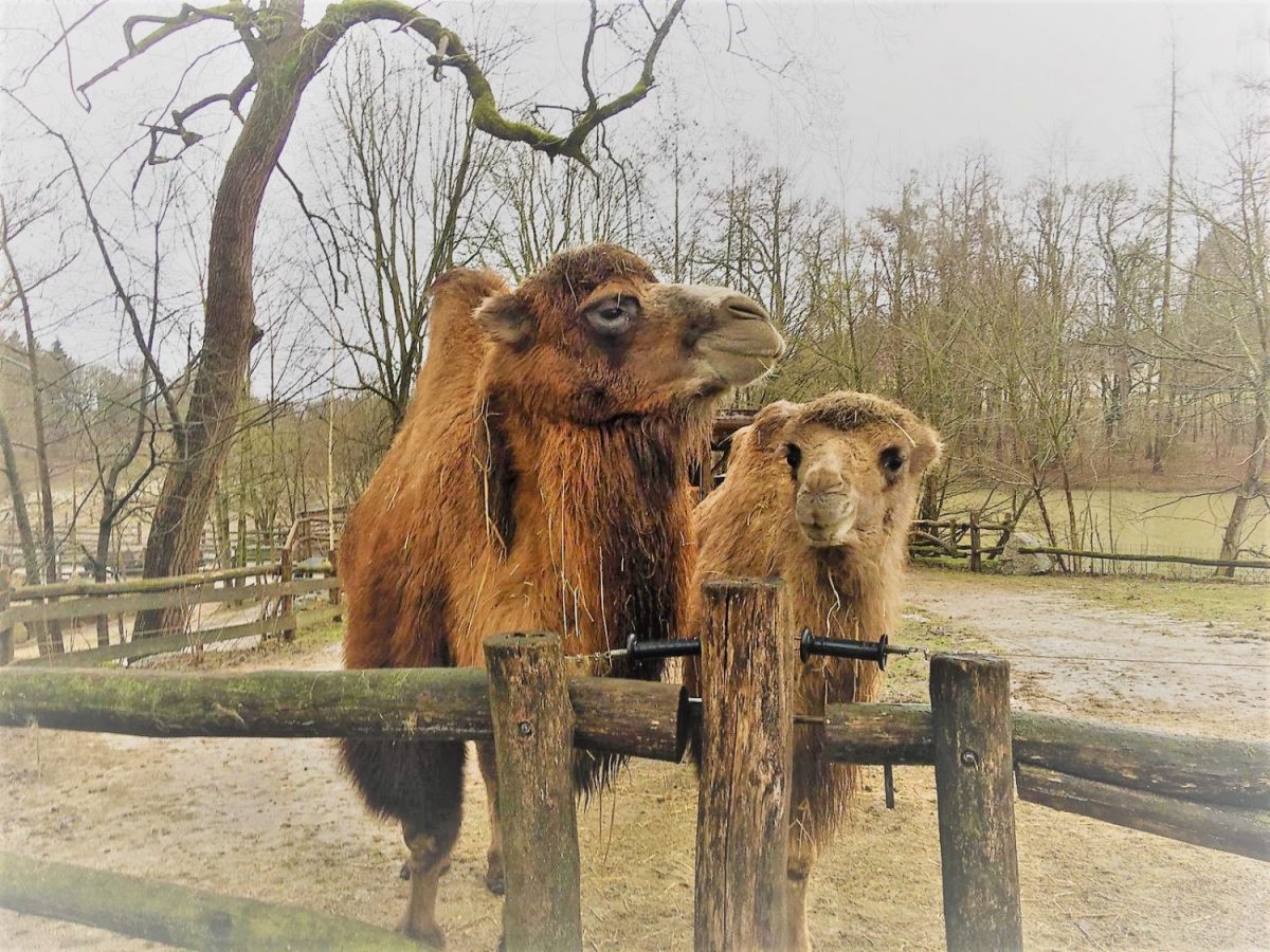 Kamele © Tierpark Stadt Haag