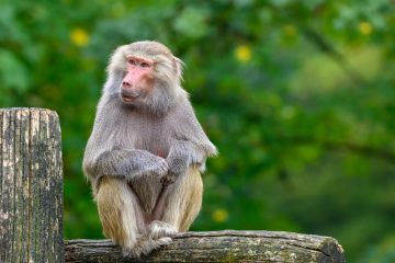 Pavian, Tierpark Stadt Haag