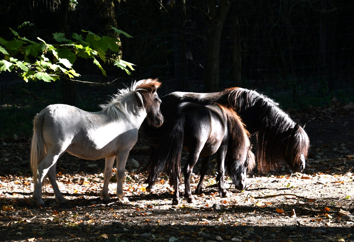 Shetlandpony (c) TP Stadt Haag, Ingrid Weinberger