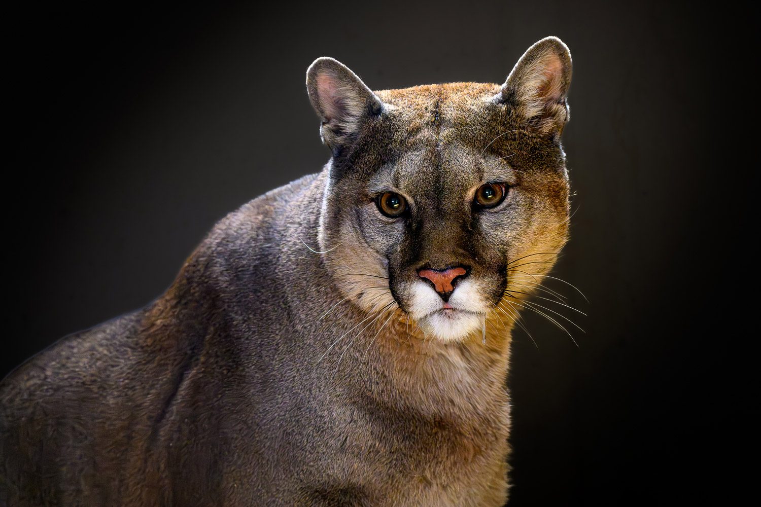 Puma (c) Johannes Reichart