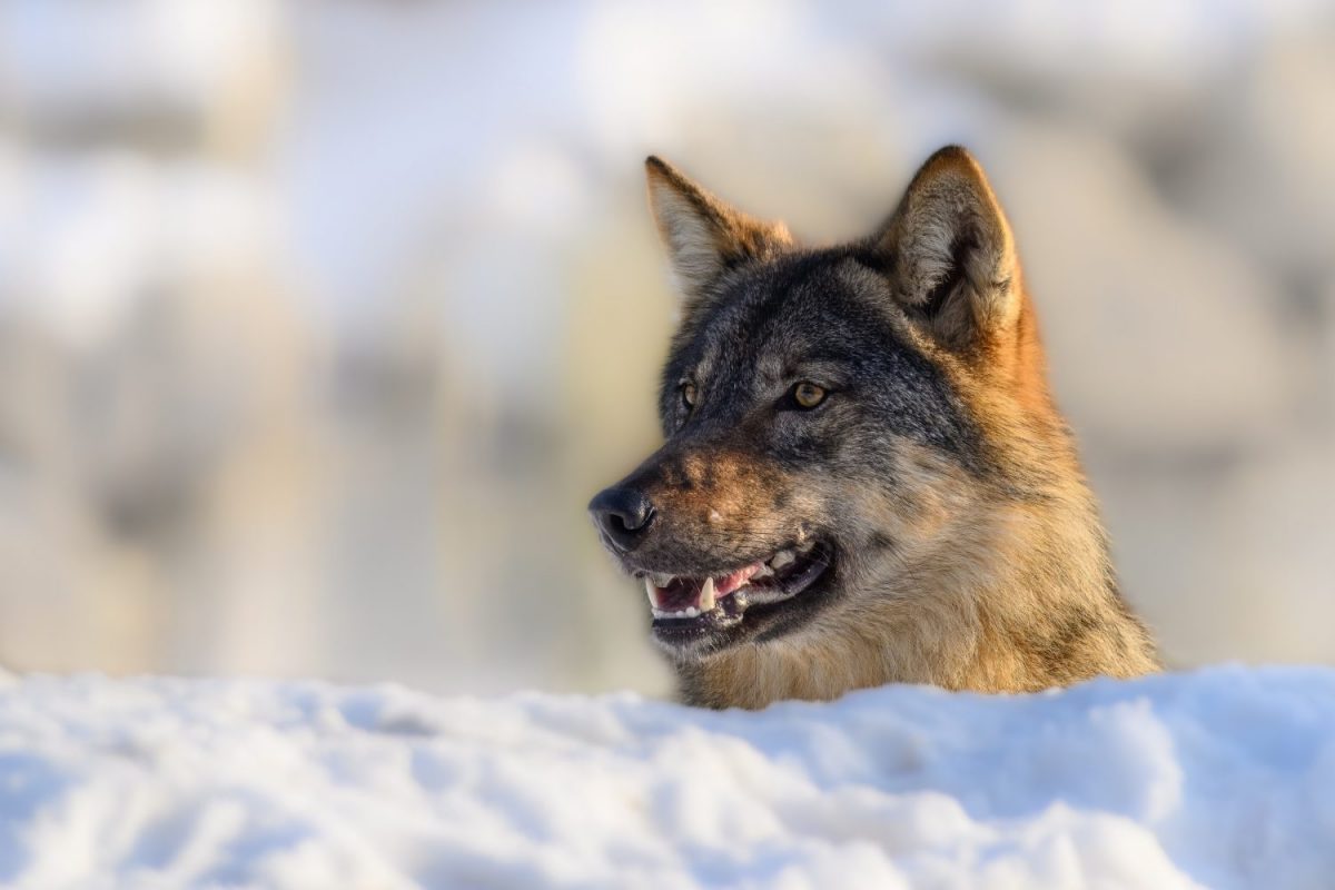 Wolf © Tierpark Stadt Haag / Johann Reichart
