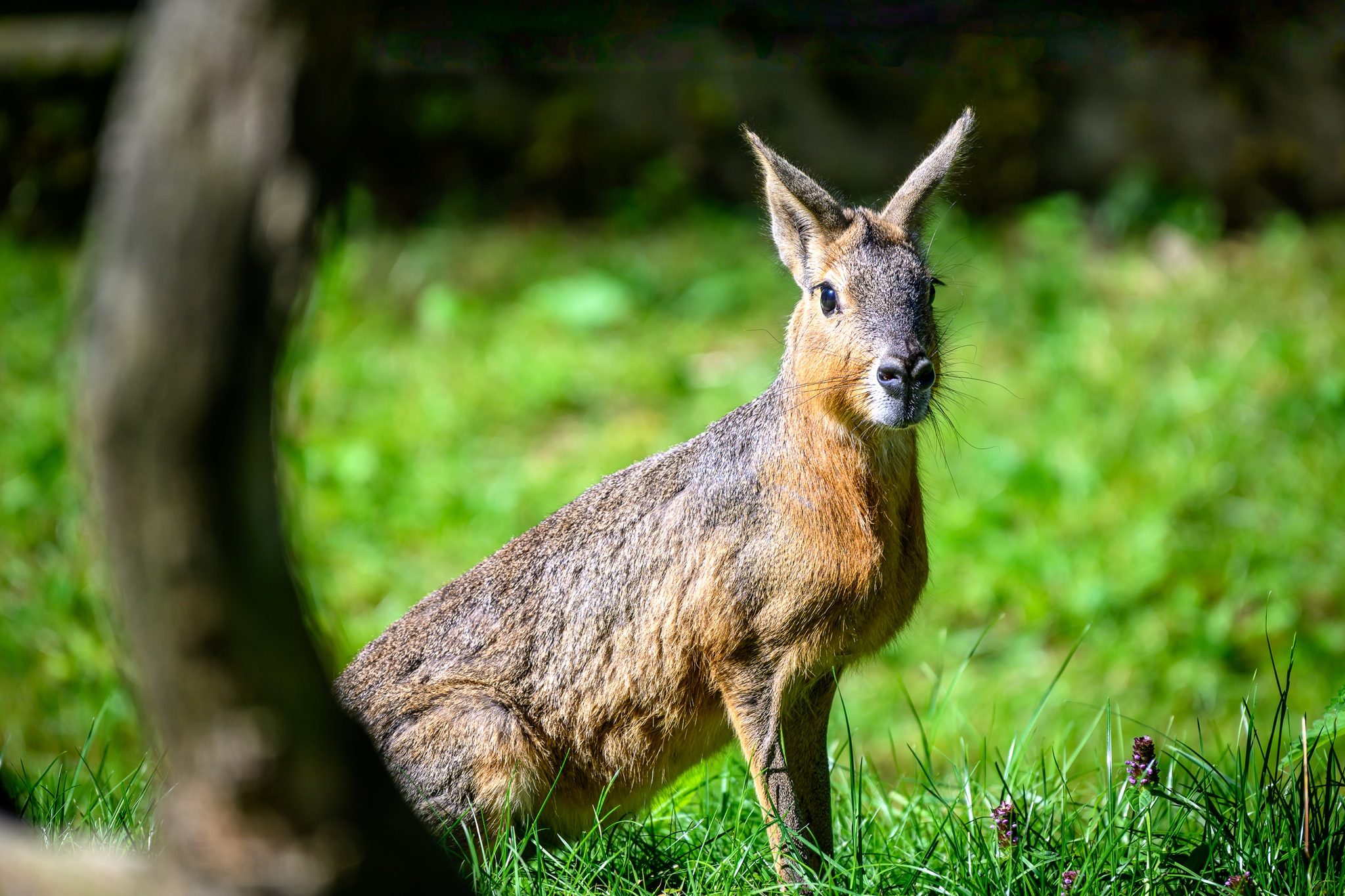 Tierpark Stadt Haag - Große Maras - Pampashasen