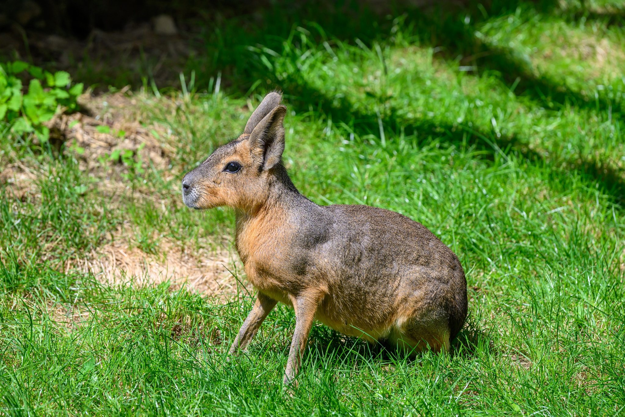 Tierpark Stadt Haag - Große Maras - Pampashasen