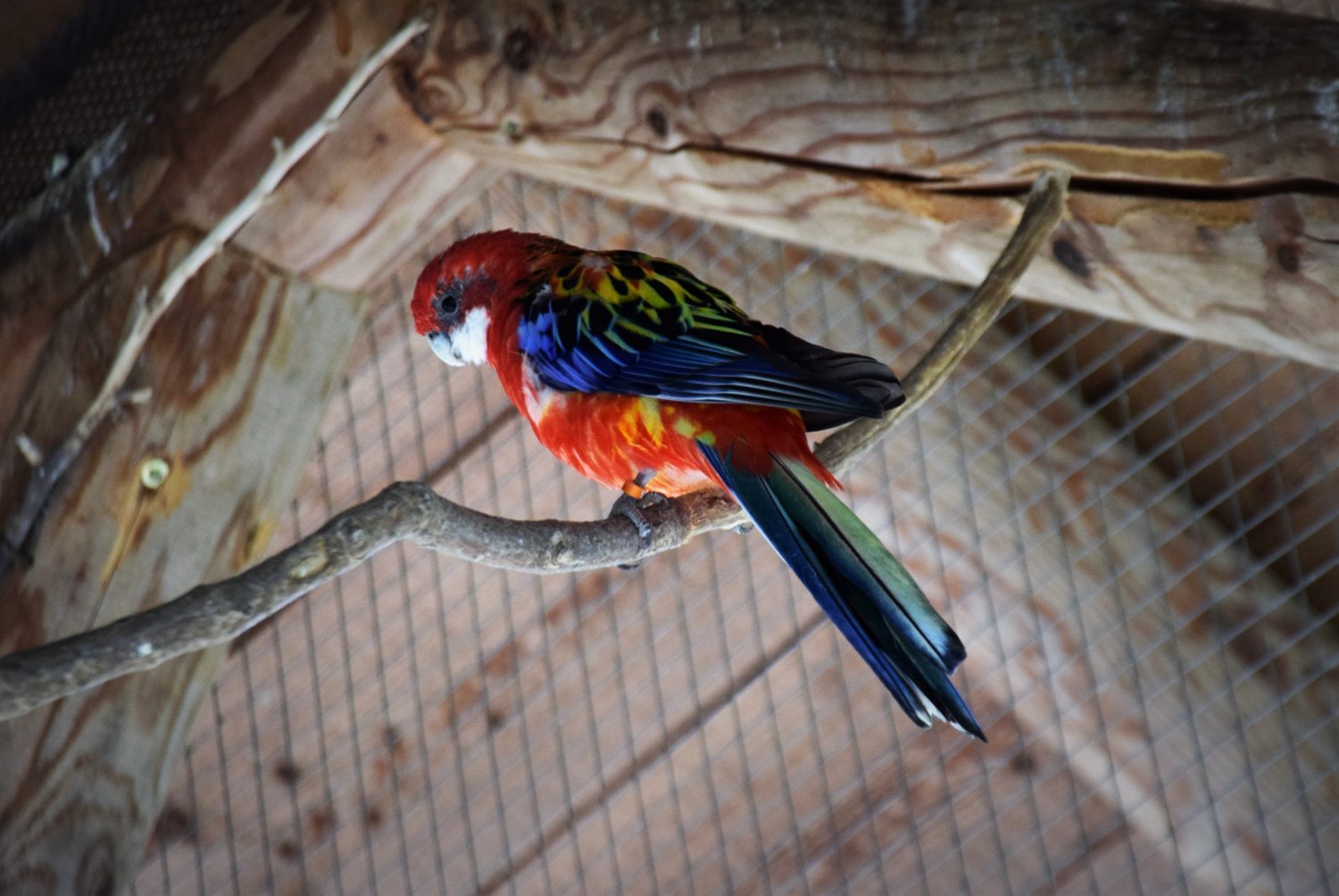 Rosella Sittich